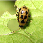 Famille Chrysomelidae: Chrysomèle du haricot (Cerotoma trifurcata)
